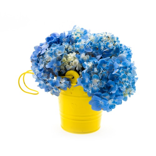 House Plant Sample 2